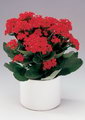 کالانکوئه , کالانکوآ , کالانشه‌آ , کالانشه نو, Kalanchoe, Palm Beach Belle